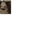 Termijn echo (22-06-2012) 10 weken en 2 dagen zwanger