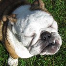 Bonnie Onze bulldogpup met zon in de oogjes... zij wordt het eerste vriendje van ons kindje :o)