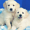 Puzzel ravensburger  Puzzel 2 jonge retrievers (500)