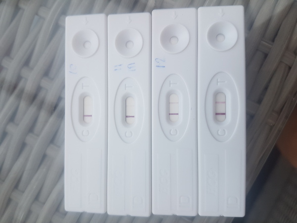 10, 11, 12, 13 dpo 