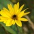 bloem 