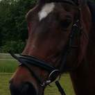 Paarden  