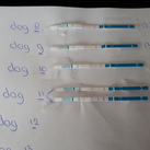  Wie weet het? Worden ze nog donkerder van 2bsure?