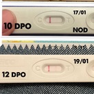 19/01/22 12 dpo